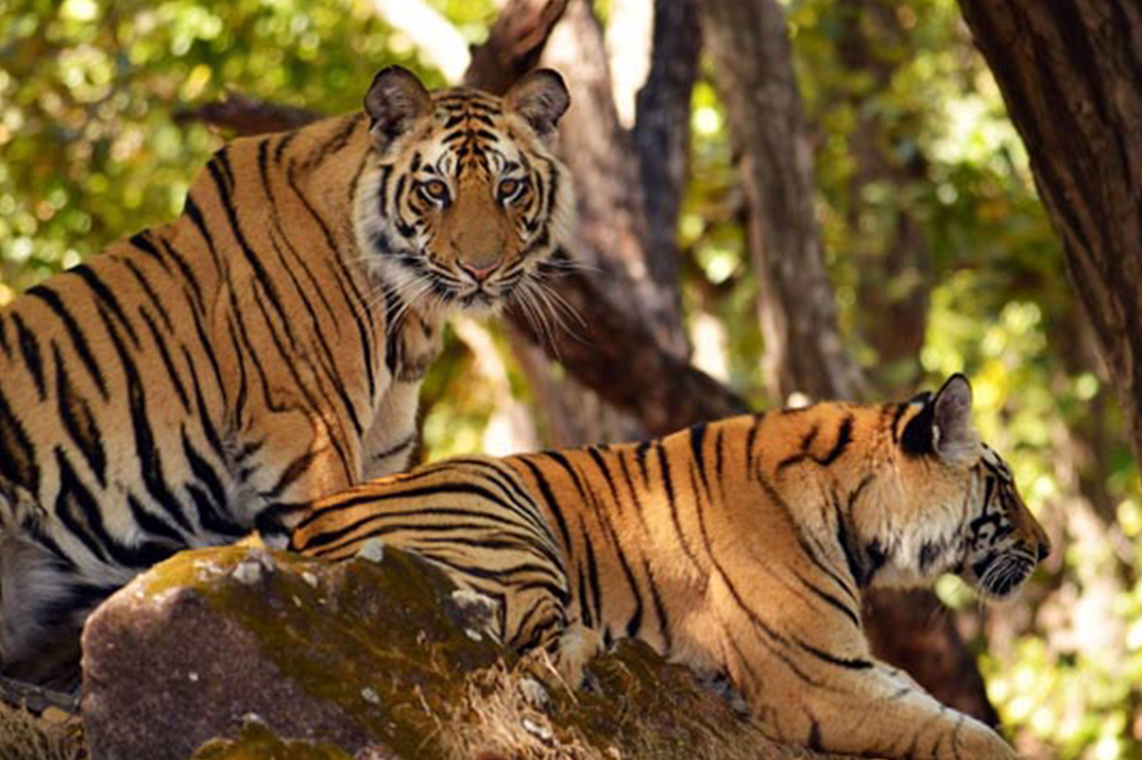 Nagarjunsagar-Srisailam Tiger Reserve